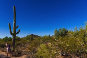  Sonora Desert 